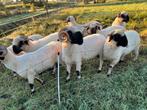 Walliser schwarznase ram, Dieren en Toebehoren, Mannelijk, Schaap