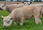Overjarige engelse texelaar ram, Dieren en Toebehoren, Schapen, Geiten en Varkens, Mannelijk, Schaap, 0 tot 2 jaar