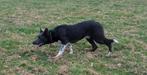 Border Collie Dekreu Blauw Wit, Rabiës (hondsdolheid), Reu, 1 tot 2 jaar, Collie
