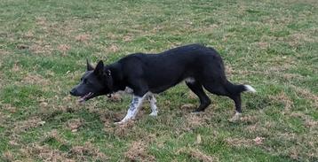 Border Collie Dekreu Blauw Wit beschikbaar voor biedingen