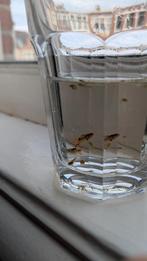 Endler's livebearer - Poecilia wingei, Ophalen, Zo goed als nieuw