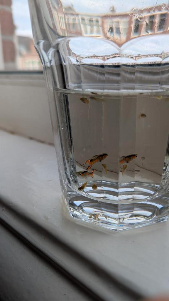 Endler's livebearer - Poecilia wingei, Dieren en Toebehoren, Vissen | Aquaria en Toebehoren, Zo goed als nieuw, Ophalen