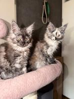 2 Mooie Maine coons kittens, Dieren en Toebehoren, Katten en Kittens | Raskatten | Langhaar, Gechipt