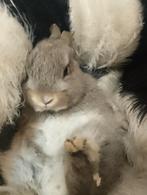 Jonge tamme dwerg konijntjes. Ras zuiver, Dieren en Toebehoren, Mannelijk, Dwerg, 0 tot 2 jaar