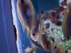 Rusty Malawi cichlide, Dieren en Toebehoren, Vissen | Aquariumvissen, Vis