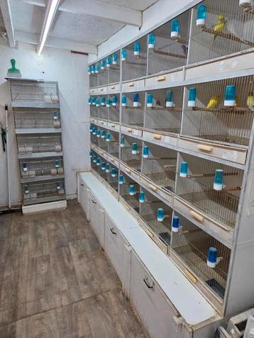 Gezocht kanaries  beschikbaar voor biedingen