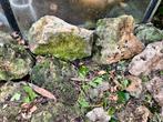 Gratis ophalen lavasteen., Tuin en Terras, Ophalen, Gebruikt, Kei, Lava