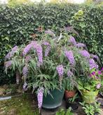 Buddleja davidii Wisteria Lane / wisteria vlinderstruik, Tuin en Terras, Ophalen, Vlinderstruik