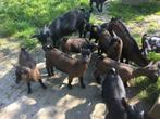 Zwart geitlammetje, Dieren en Toebehoren, Schapen, Geiten en Varkens, 0 tot 2 jaar