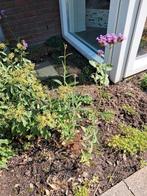 verbena bonariensis , gratis  !! !!, Ophalen, Overige soorten, Volle zon