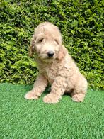 Zeer mooie speelse goldendoodle F2 pups., Dieren en Toebehoren, Honden | Retrievers, Spaniëls en Waterhonden, Overige rassen, CDV (hondenziekte)