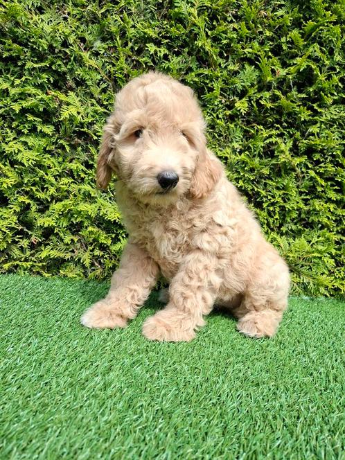 Zeer mooie speelse goldendoodle F2 pups., Dieren en Toebehoren, Honden | Retrievers, Spaniëls en Waterhonden, Meerdere dieren