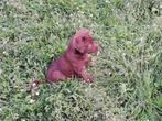 prachtige puppies (labrador), Dieren en Toebehoren, Honden | Retrievers, Spaniëls en Waterhonden, 8 tot 15 weken, Labrador retriever