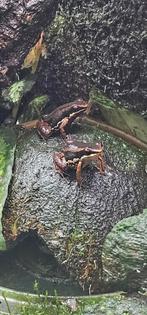 Allobates Talamancae, Dieren en Toebehoren, Amfibie, 0 tot 2 jaar