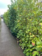 Laurier, Ophalen, Laurier, Struik, 100 tot 250 cm