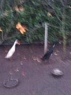 Mooie loop eenden, Dieren en Toebehoren, Pluimvee, Meerdere dieren, Eend