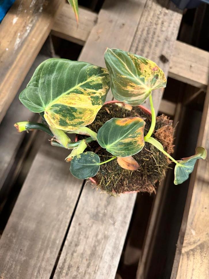Philodendron Melanochrysum Variegata - Unieke Kans!, Huis en Inrichting, Kamerplanten, Ophalen of Verzenden