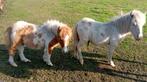 2 mooie gekleurde hengstveulentjes, Dieren en Toebehoren, Hengst, A pony (tot 1.17m), Gechipt, 0 tot 2 jaar