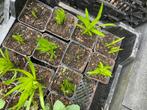 11 stuks Liatris spicata, Zomer, Vaste plant, Overige soorten, Ophalen