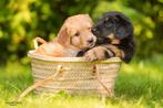 Hovawart pups geboren 20 maart, Dieren en Toebehoren, CDV (hondenziekte), Particulier, Meerdere, 8 tot 15 weken