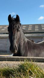 Friese paard ruin 3 jaar, Dieren en Toebehoren, Paarden, Ruin, Recreatiepaard, 3 tot 6 jaar