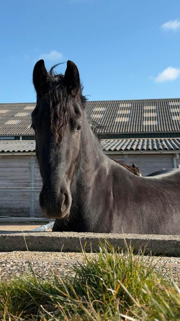 Friese paard ruin 3 jaar, Dieren en Toebehoren, Paarden, Ruin, 3 tot 6 jaar, Recreatiepaard