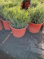 Lavendel hitcote, Tuin en Terras, Planten | Tuinplanten, Volle zon, Vaste plant, Zomer, Ophalen