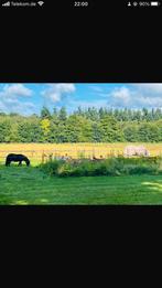 Gezocht : aanhankelijke grote geiten / schapen, Dieren en Toebehoren, Schapen, Geiten en Varkens, Meerdere dieren, Geit