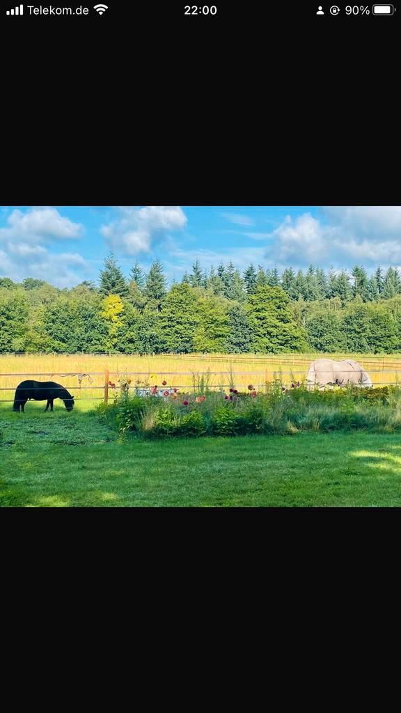 Gezocht : aanhankelijke grote geiten / schapen, Dieren en Toebehoren, Schapen, Geiten en Varkens, Geit, Meerdere dieren