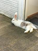 Vlaamse reus  koñijn  met hok, Dieren en Toebehoren, Konijnen, Mannelijk, Groot, 3 tot 5 jaar