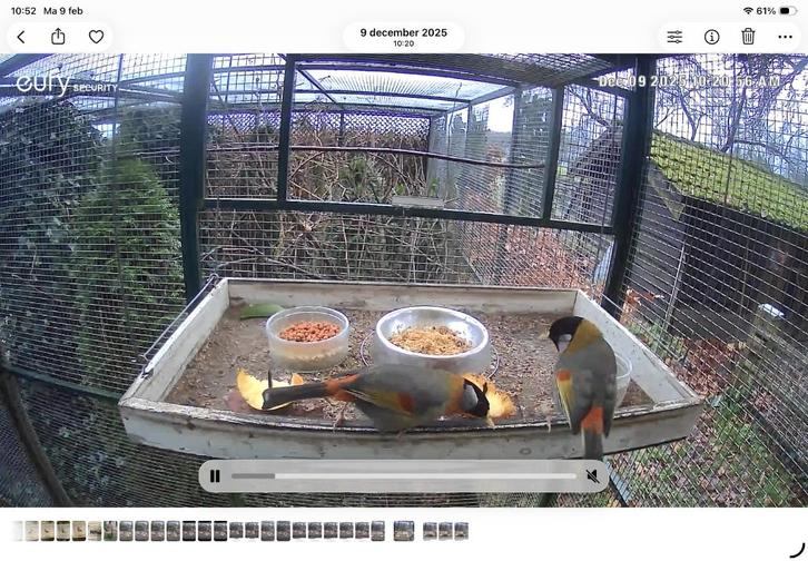 zilveroor nachtegalen, Dieren en Toebehoren, Vogels | Overige Vogels, Meerdere dieren, Geringd