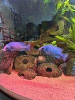 Juwel Trigon 350, Dieren en Toebehoren, Vissen | Aquaria en Toebehoren, Ophalen, Gebruikt, Gevuld zoetwateraquarium