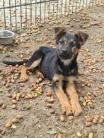 Duitse Herder pups, Dieren en Toebehoren, Parvo, 8 tot 15 weken, Meerdere, Meerdere dieren