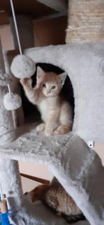 Kruising ragdoll kitten kater crème/ rood, Dieren en Toebehoren, Kater, Kortharig, 0 tot 2 jaar