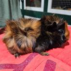 Leuk brindle beertje, Dieren en Toebehoren, Augustus, Mannelijk, Cavia
