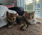 Lieve Britse langhaar x Europese korthaar kittens