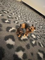 Schleich honden, Verzamelen, Dierenverzamelingen, Ophalen, Zo goed als nieuw, Hond of Kat, Beeldje of Figuurtje