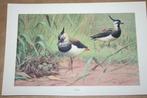 Antieke kleurenlitho - Vogels Kievit - Circa 1900 !!, Ophalen of Verzenden, Voor 1940, Gebruikt