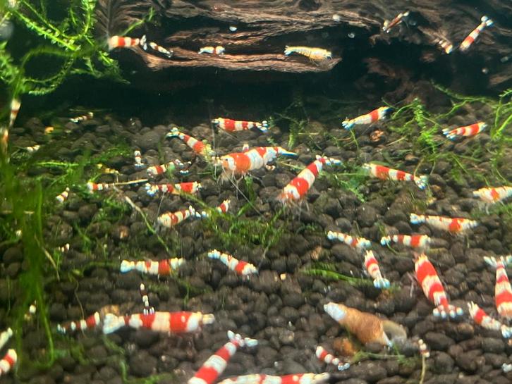 Crystal Red Garnalen op kraanwater, CRS, Dieren en Toebehoren, Vissen | Aquariumvissen, Zoetwatervis, Kreeft, Krab of Garnaal