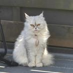 Een Warm Mandje Gezocht voor Onze Lieve Poes!, Dieren en Toebehoren, Katten en Kittens | Raskatten | Langhaar, Poes, Ontwormd