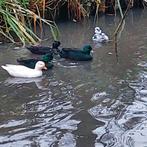 Zwarte kwaker koppel, Dieren en Toebehoren, Pluimvee, Meerdere dieren, Gans of Zwaan