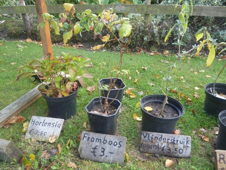 Diverse goed gewortelde sruiken, Tuin en Terras, Planten | Struiken en Hagen, Struik, Overige soorten, 100 tot 250 cm, Ophalen