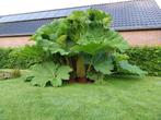 Gunnera Manicata stekken, Ophalen, Volle zon, Overige soorten, 250 tot 400 cm