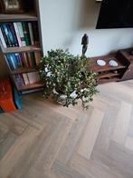 Grote Jadeplant / Crassula Ovata, Huis en Inrichting, Kamerplanten, Ophalen, Vetplant, Halfschaduw, Minder dan 100 cm