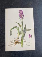 10 prenten planten/bloemen 16,5x24 samen 20 euro orchidee, Ophalen of Verzenden