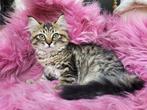 Lieve Maine Coone x Noorse boskat  kittens te koop, Poes, Langharig, 0 tot 2 jaar