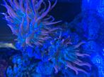 Anemoon zeeaquarium