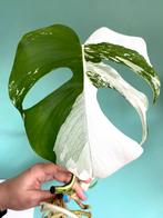 Topkwaliteit gewortelde, witte Monstera Albo Variegata stek, Ophalen, Overige soorten, Minder dan 100 cm
