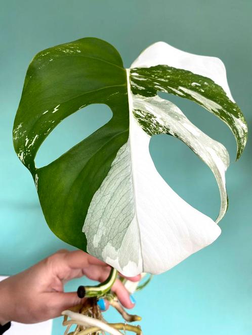 Topkwaliteit gewortelde, witte Monstera Albo Variegata stek, Huis en Inrichting, Kamerplanten, Overige soorten, Minder dan 100 cm