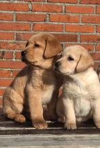 Prachtige labrador pups!!, 8 tot 15 weken, Labrador retriever, Parvo, Meerdere